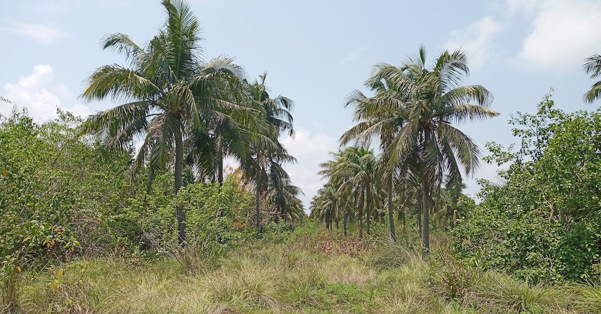 Eco-friendly laundry: myth or reality?