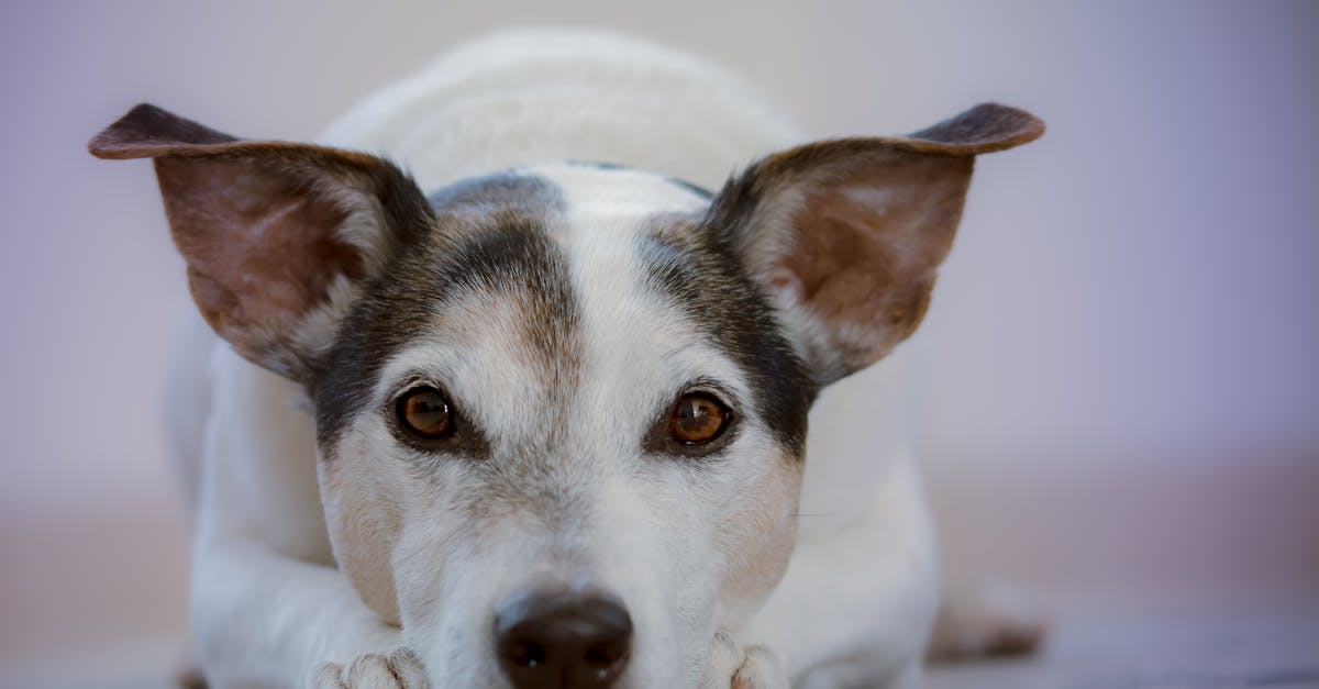 découvrez le concept de fidélité dans le monde des affaires, explorez les stratégies de fidélisation clients efficaces et apprenez comment transformer vos clients occasionnels en clients fidèles grâce à des programmes de loyauté innovants.